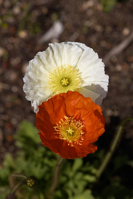 Jardin des Impressionnistes-MAI14-021